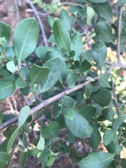 Azara integrifolia