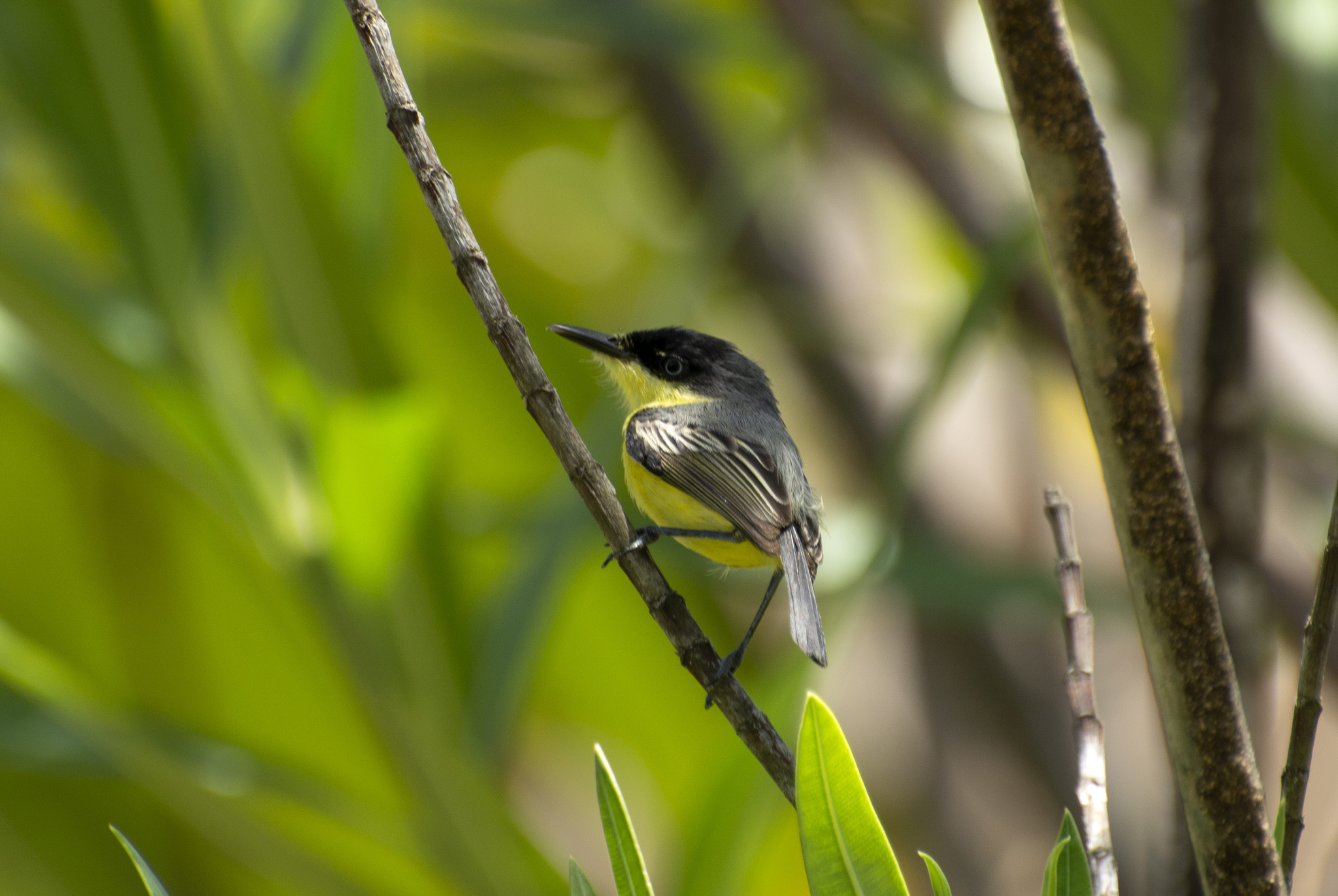 Todirostrum cinereum (Linnaeus, 1766)