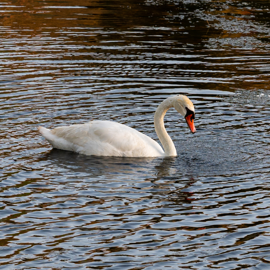 Mute Swan from Pixley ka Seme District Municipality, South Africa on ...