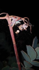 Cryptachaea veruculata