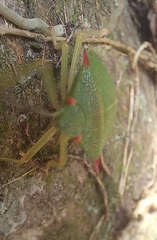 Chlorocoris