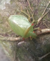 Chlorocoris
