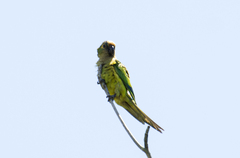 Eupsittula aurea