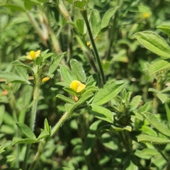 Stylosanthes fruticosa