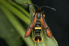 Pyropteron ceriaeformis