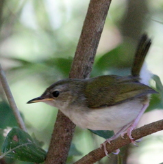 Camaroptera brachyura