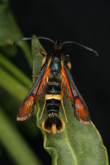 Pyropteron ceriaeformis