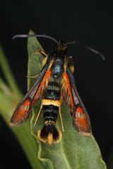 Pyropteron ceriaeformis