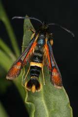 Pyropteron ceriaeformis