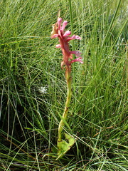 Satyrium