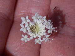 Trachymene incisa