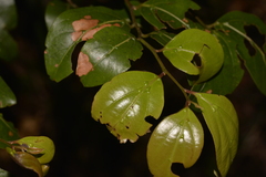 Cryptocarya foveolata