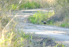 Crypturellus tataupa