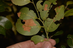 Cryptocarya foveolata