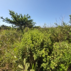 Stylosanthes fruticosa