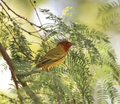 Setophaga petechia aequatorialis