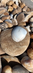 Mactra stultorum