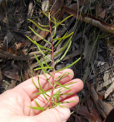 Persoonia nutans