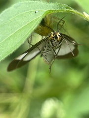 Nyctemera lacticinia