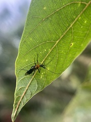 Cimicomorpha