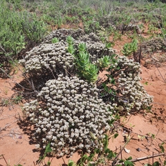Helichrysum teretifolium