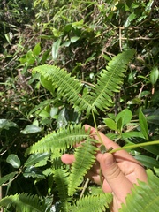 Dicranopteris flexuosa