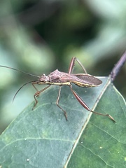 Riptortus linearis
