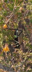 Scaphura elegans