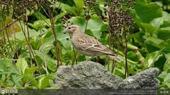 Calandrella dukhunensis