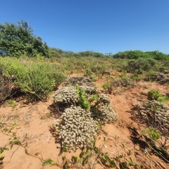 Helichrysum teretifolium
