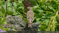 Calandrella dukhunensis