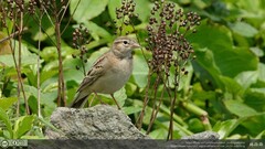 Calandrella dukhunensis