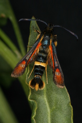 Pyropteron ceriaeformis