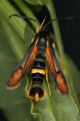Pyropteron ceriaeformis