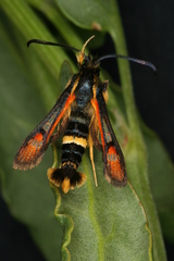 Pyropteron ceriaeformis