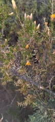 Scaphura elegans