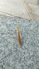 Eumusonia