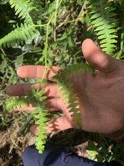 Dicranopteris flexuosa