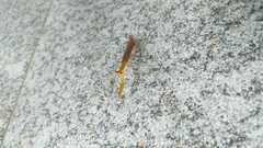 Eumusonia