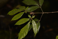 Vesselowskya rubifolia