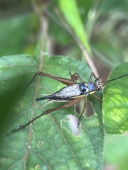 Nisitrus