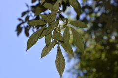 Vesselowskya rubifolia