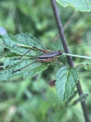 Nisitrus
