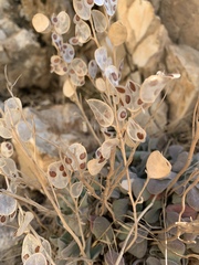 Fibigia clypeata