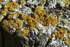 Teloschistaceae