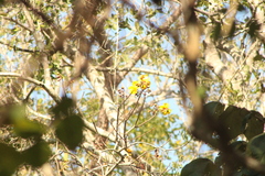 Cochlospermum vitifolium