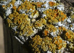 Teloschistaceae