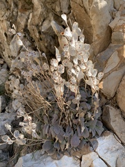 Fibigia clypeata