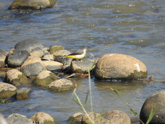 Motacilla cinerea cinerea