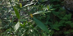 Tristaniopsis laurina